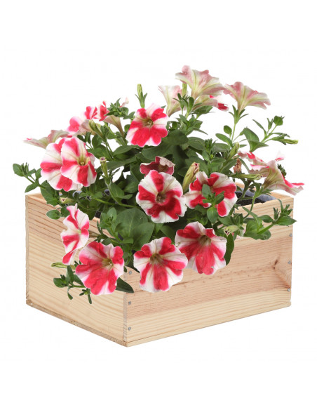 Jardinière pour caisse de vin