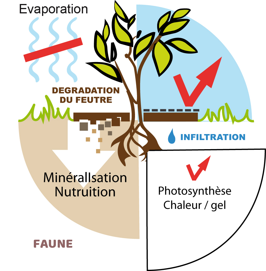 L'action du la toile de paillage en chanvre non tissé sur la plante