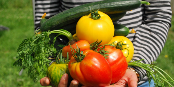 Prolonger les récoltes du potager en septembre