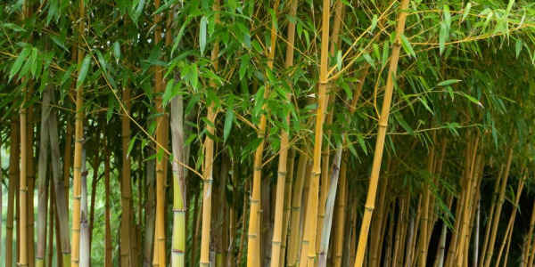 Le bambou !